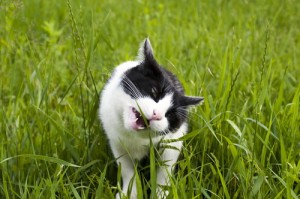 black and white cat sitting in the meadow, and eating grass