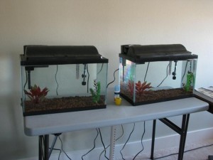 fish growth experiment