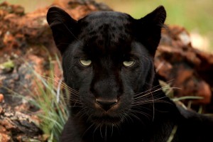 800px-Black_Panther