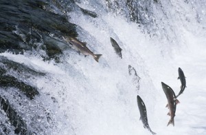 salmon swimming 
