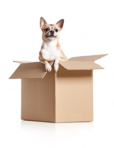 Chihuahua dog is in box