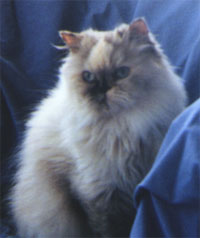 COONEYBELLE