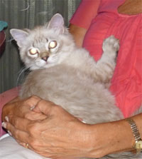 COONEYBELLE
