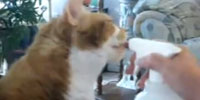 pet contest winner 2010-03